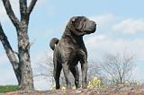 SHAR-PEI 187